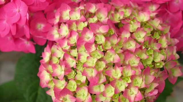 Hydrangea macrophylla blooming. Red, yellow green, pink heads of bigleaf hydrangea flower petals. Beautiful Garden. Landscaping trend. Shrubbery blooms in backyard. Green landscaped design. Closeup