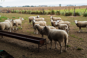 Obraz premium Flock of Texel Sheep Standing in a Farm Corral Near a Metal Trough