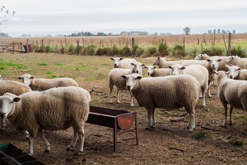 Fototapeta premium Flock of Texel Sheep Standing in a Farm Corral Near a Metal Trough