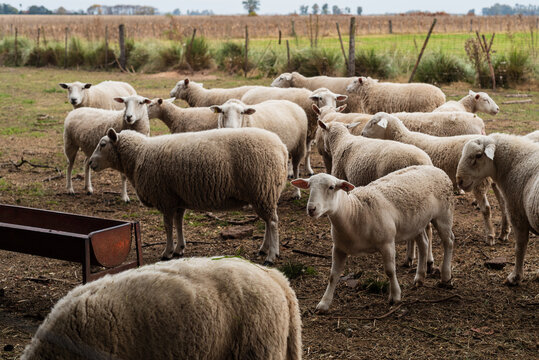 Flock of Texel Sheep Standing in a Farm Corral Near a Metal Trough
