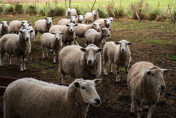 Fototapeta premium Flock of White Texel Sheep Standing in an Open Farm Corral