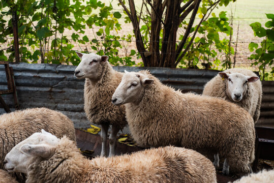 Texel Sheep Breed Group Standing in a Farm Corral with Green Foliage Background