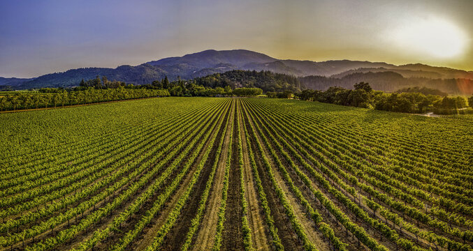 Aerial view of the Napa Valley Vine Trail featuring symmetrical rows of lush grapevines stretching toward rolling hills under a warm sunset glow in Calistoga, California, United States.