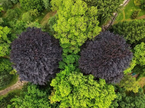 Aerial view of the Spath-Arboretum featuring dark purple beech trees and vibrant green foliage in Berlin, Berlin, Germany.