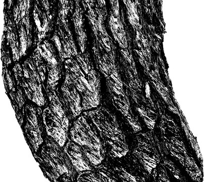 Pine tree bark texture isolated on transparent background, graphic dragon skin pattern