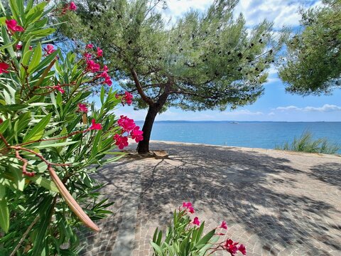 Oleander flowers at Lungomare Barcola overlooking the Adriatic Sea in Trieste, Italy