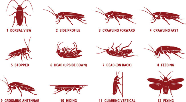 Cockroach movement stages and poses including dorsal view side profile crawling feeding hiding and flying illustration.