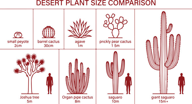 Desert plant size comparison chart showing Joshua tree saguaro giant saguaro cactus agave and other succulents sizes.