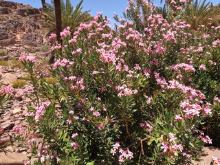 Fototapeta premium Pink Nerium Oleander Flowers Outdoors, Pink Oleander Flowers in Bloom