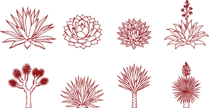 Desert succulent plants agave yucca agave americana agavaceae drought tolerant flora stylized line drawing.