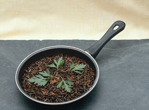 Edible mealworms , lat. Tenebrio molitor, in a frying pan on the stone table. Mealworms are rich in fats, protein and nutty flavor.