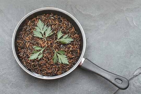 Edible mealworms , lat. Tenebrio molitor, in a frying pan on the stone table. Mealworms are rich in fats, protein and nutty flavor.