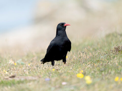 Chough, Pyrrhocorax pyrrhocorax