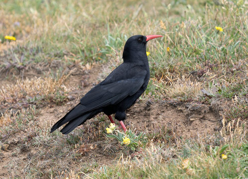 Chough, Pyrrhocorax pyrrhocorax