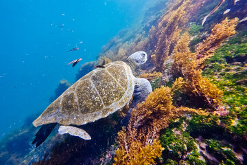 A large sea turtle eats seagrass on a reef in the Galapagos © SPARKLINGTRAVEL