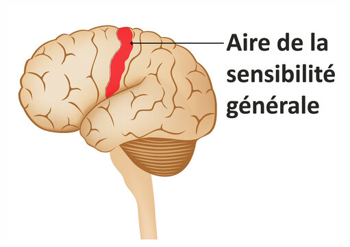 Location of the somatosensory cortex in the human brain