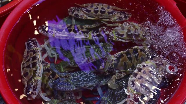 Live crabs swimming in a red bucket with fresh oxygenated water at an outdoor fish market, a popular and fresh delicacy for sale representing asian cuisine, fishing industry, and seafood trade