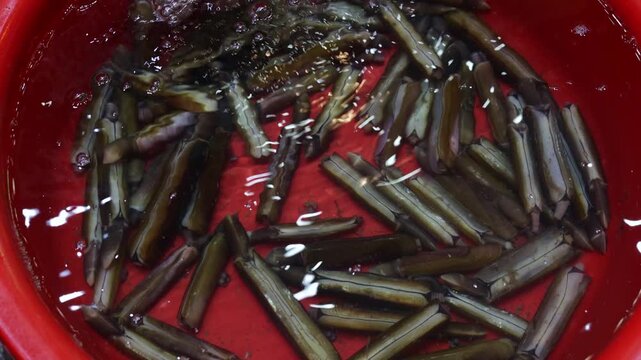 Fresh razor clams, a popular edible seafood delicacy, moving and spitting water while being kept alive in a red basin at a wet market, showcasing the catch of the fishermen before cooking