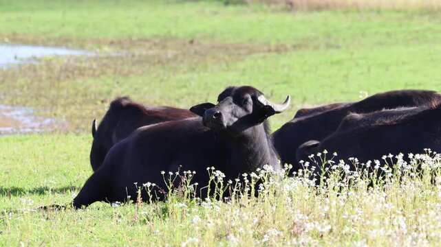 Water buffaloes lie side by side in the meadow and enjoy the sun, water buffaloes bask in the grass, a water buffalo is surrounded by white blossoms, Bubalus arnee, curved horns