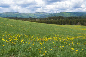 Fototapeta premium Blooming dandelion meadow with mountain landscape