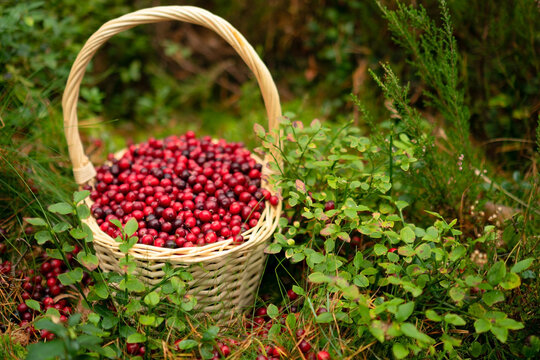 Cranberries in a basket surrounded by green foliage in the forest highlighting the natural and serene environment of berry harvesting.