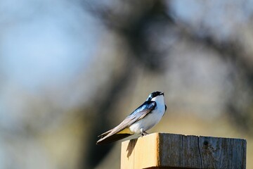 blue tit on a branch © Guri