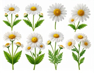 Obraz premium daisies on white background