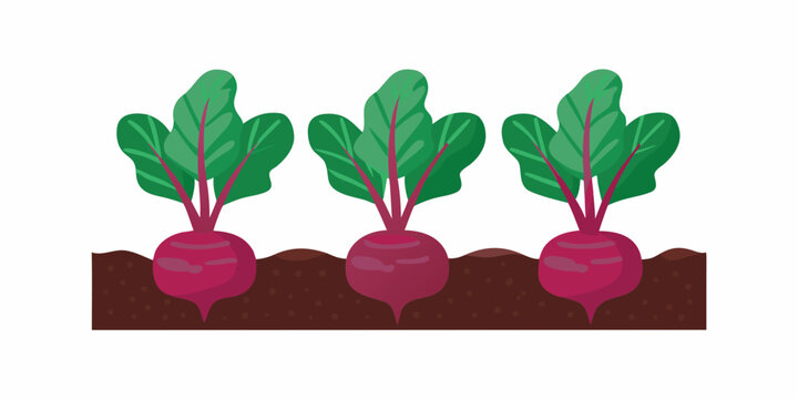 three beets growing in soil vector beet