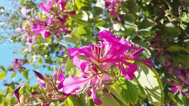 Vibrant pink bauhinia orchid tree flowers with stamens blooming against blue sky in antalya turkey.