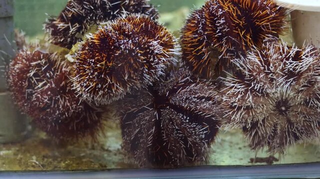 Group of live sea urchins moving their spines while resting on the bottom of a restaurant aquarium. These edible echinoderms are a popular delicacy in seafood cuisine and gourmet markets