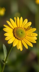 Obraz premium Bright Yellow Sunflower Blooming in Natural Sunlight.