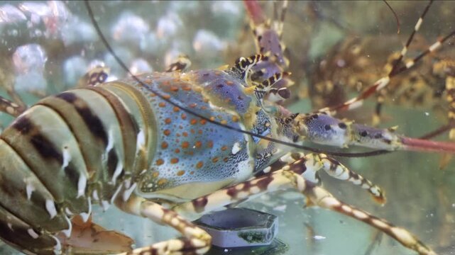 Colorful live spiny lobster breathing in a restaurant aquarium water tank, showcasing the fresh seafood available for selection and its vibrant pattern while waiting to be cooked for dinner