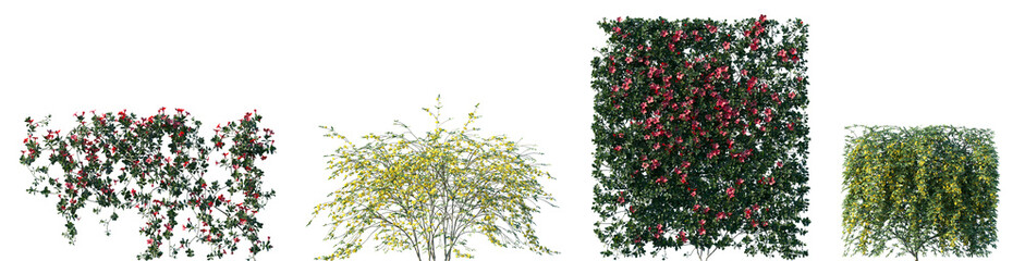 Fototapeta premium Set of Mandevilla sanderi and Jasminum nudiflorum blossoming frontal isolated png on a transparent background perfectly cutout