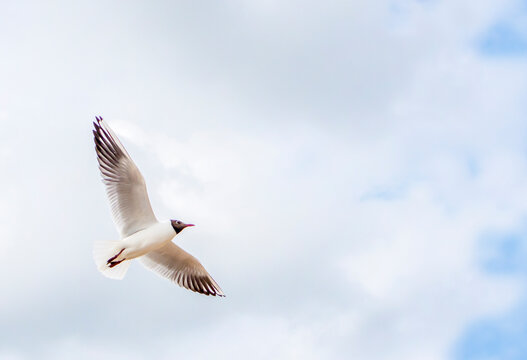 A flying seagull against a blue sky with clouds, space for an inscription