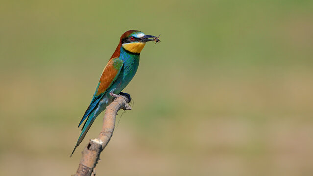 bee eater bird perched on a branch with a bee in its beak