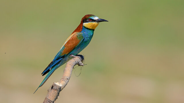 bee-eater bird perching on a branch