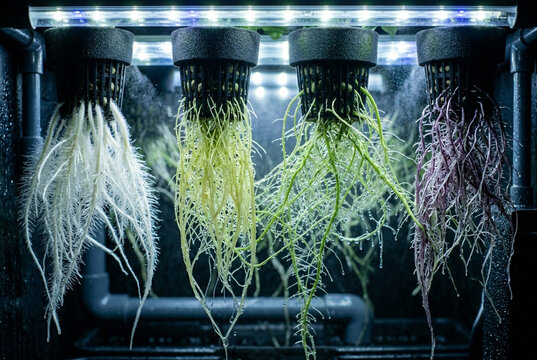Scientific aeroponic system cultivating plant roots in tech laboratory