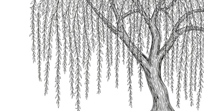 A detailed vector illustration of a weeping willow tree in a serene landscape style with engraving technique.