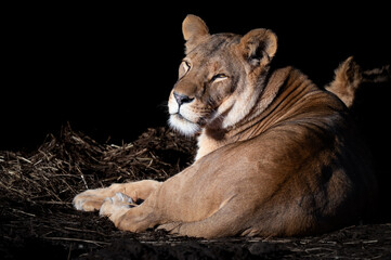 Fototapeta premium Young Female Lion Resting on the Ground
