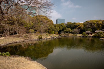 Naklejka premium Tokyo, Japan - March 30, 2026: Garden pathway lined with pine trees at Hama Rikyu Gardens in Tokyo, Japan 