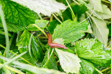 Fototapeta premium Brown slug slowly crawling on a wet green plant stem in the garden