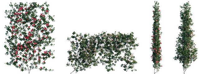 Fototapeta premium Set of Mandevilla sanderi (the Brazilian jasmine) blossoming frontal isolated png on a transparent background perfectly cutout