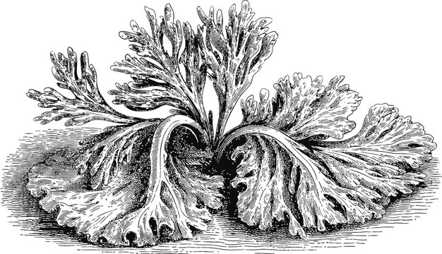 Lush green fern leaves, vintage engraving illustration.