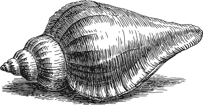 Seashell vector art illustration. hand drawn sketch of an ocean conch shell on sand.
