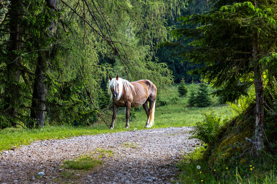 Forest Horse