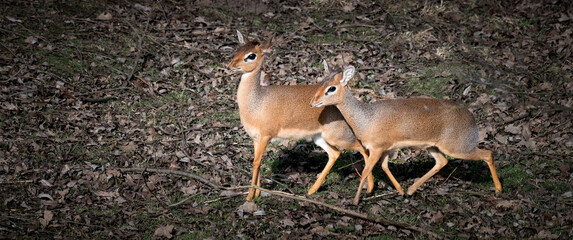 Pair of Kirk's Dik Dik Standing Close Together © Ian