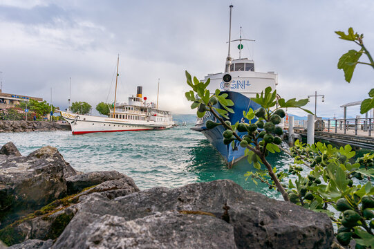  CGN Boat and Historic Steamboat on Lake Geneva with Fig Tree and Rocks  in Switzerland.