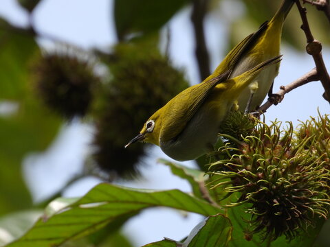 Sri Lanka white-eye