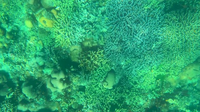 Fonds marins tropicaux et coraux