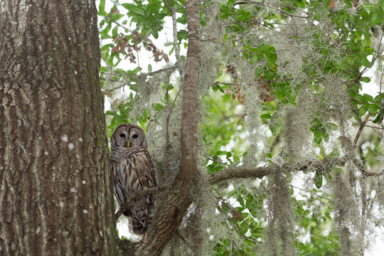 Barred Owl blends perfectly into the forest canopy, gazing intently from a tree branc